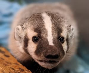 Badger