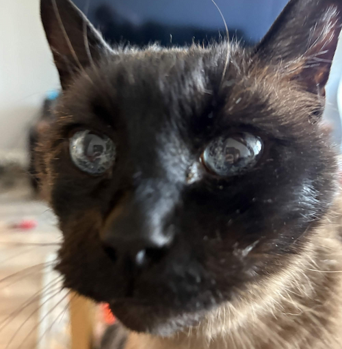 My cat