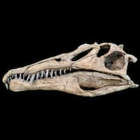 Spinosaurus Skull
